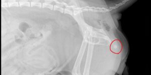 요도 끝에 결석이 표시된 강아지 엑스레이 사진, 소변 통로를 거의 막고 있는 상태