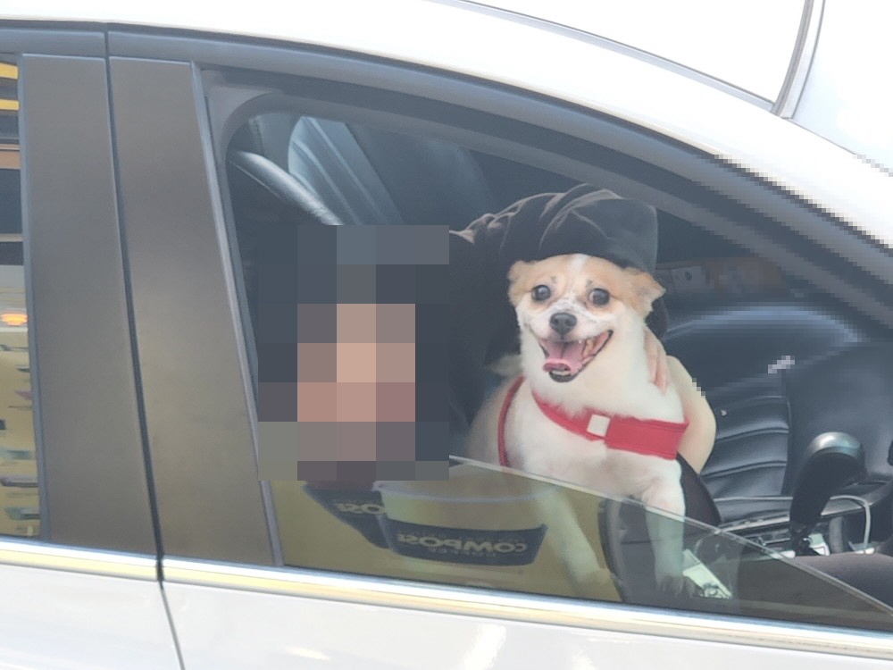 하얀비둘기 보호소에서 입양된 강아지 사랑이가 차 창문 밖으로 고개를 내밀고 웃는 얼굴로 카메라를 바라보고 있는 모습