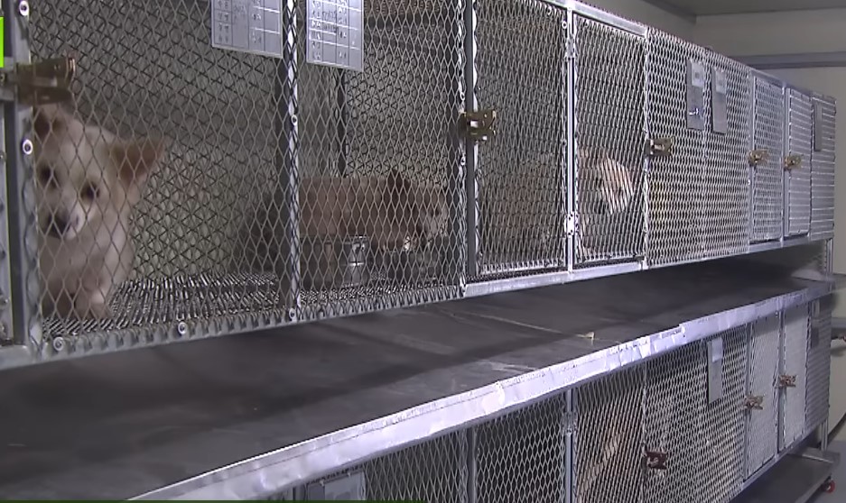 하얀비둘기 보호소 내부 케이지에 남아 있는 유기견들의 모습