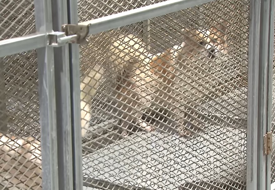 하얀비둘기 보호소 케이지 안에서 함께 보호 중인 두 마리 유기견