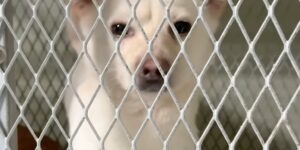 하얀비둘기 보호소 철망 안에서 사람을 바라보는 유기견의 얼굴