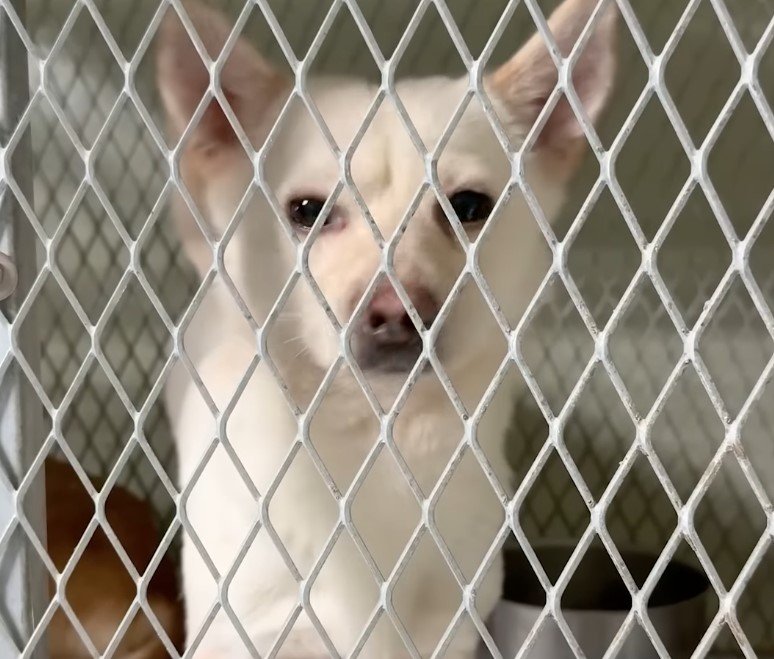 하얀비둘기 보호소 철망 안에서 사람을 바라보는 유기견의 얼굴