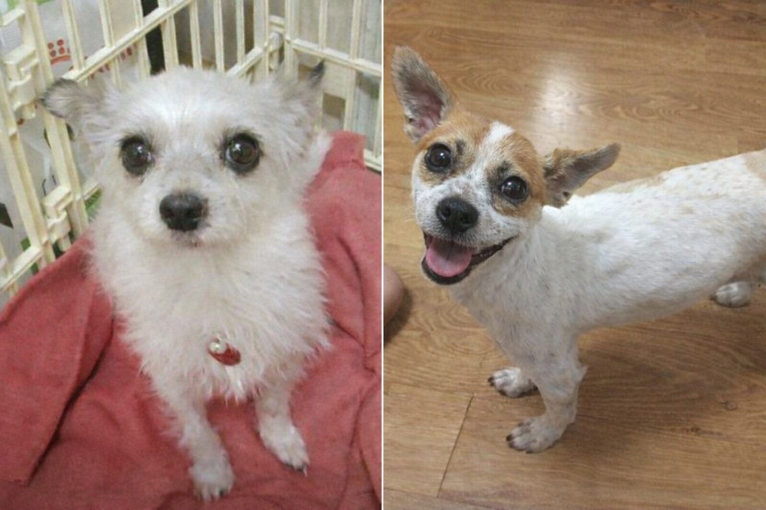 하얀비둘기 보호소에서 입양된 강아지 비싸와 사랑이가 나란히 서서 카메라를 바라보고 있는 모습